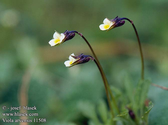 Viola arvensis Ager-Stedmoderblomst Viola arvensis Pensée champs