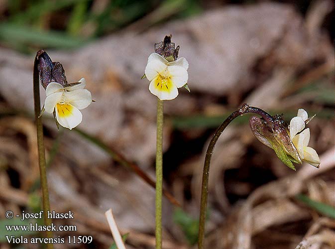 Akkerviooltje Åkerviol Field Pansy Feld-Stiefmütterchen Fiołek polny