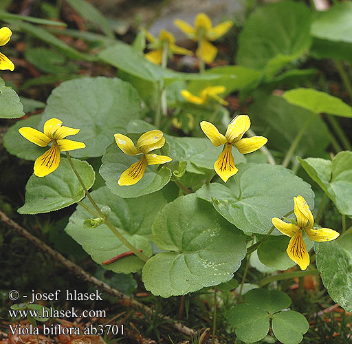 Viola biflora Zweiblütiges Veilchen Pensée deux fleurs