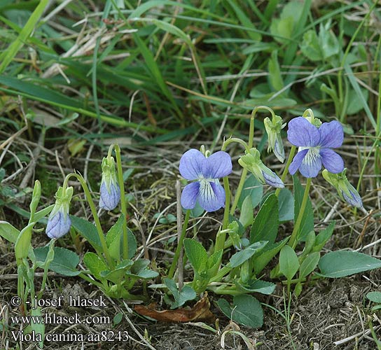 Viola canina Hunds-Veilchen Violette chiens Hondsviooltje Fiołek psi