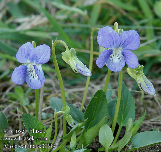 Heath Dog Violet Dombi ibolya Violka psí Hunde-viol Aho-orvokki