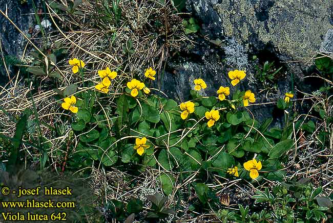 Viola lutea Pansy Mountain Keltaorvokki Violka žlutá Žołta fijałka