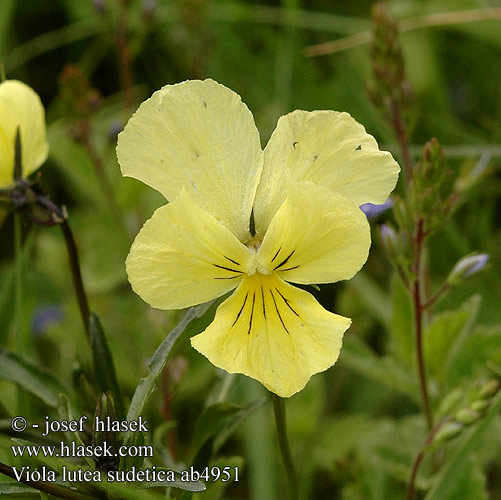 Viola lutea sudetica Pansy Mountain Keltaorvokki Violka žlutá sudetská