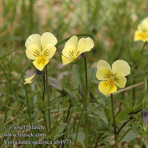 Fiołek żółty sudecki Fialka žltá sudetská Viola lutea sudetica