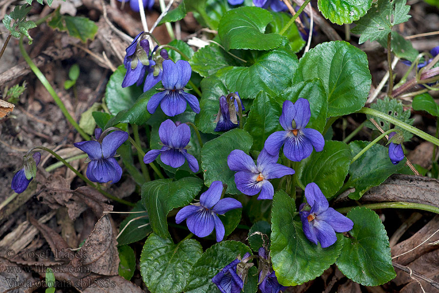 Viola odorata Illatos ibolya Maarts viooltje Fiołek wonny Luktviol