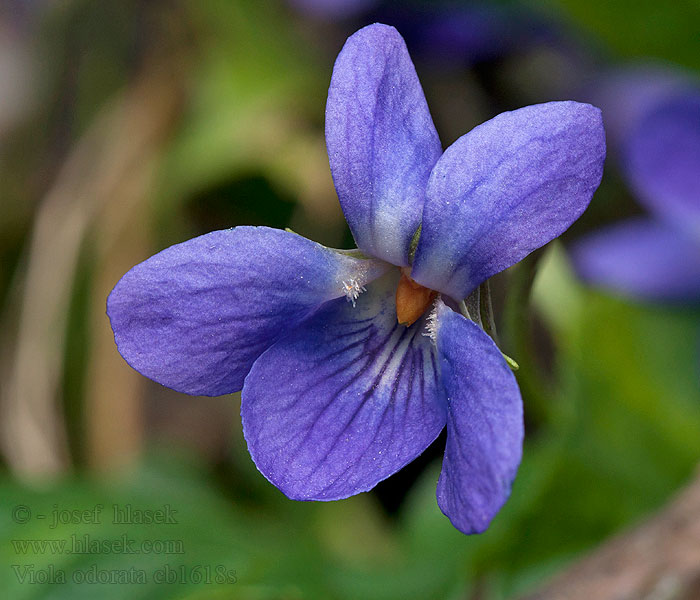 Viola odorata Фіалка запашна Fialka voňavá Violka vonná