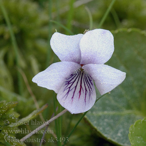 Sumpf-Veilchen Sumpfveilchen Violette marais Eng-Viol Suo-orvokki