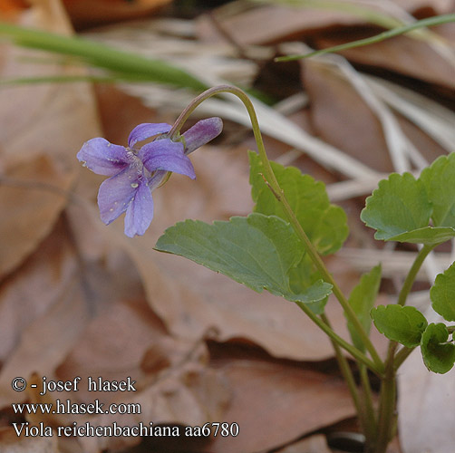 Early Dog-violet Slender Wood Pyökkiorvokki Fialka lesná Violka lesní