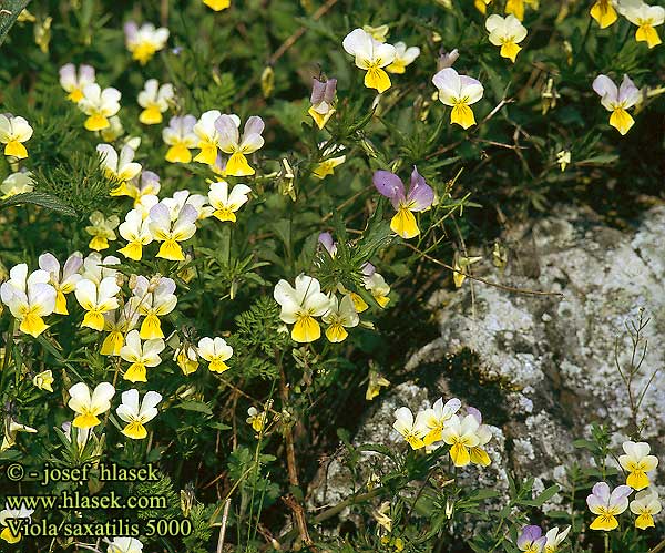 Viola saxatilis