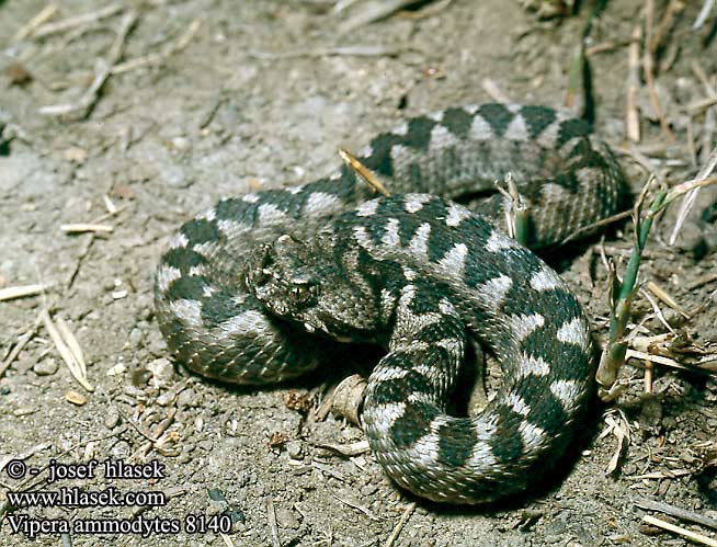 Vipera ammodytes Europäische Hornotter Nose-horned Viper Vipera dal corno Zmije růžkatá