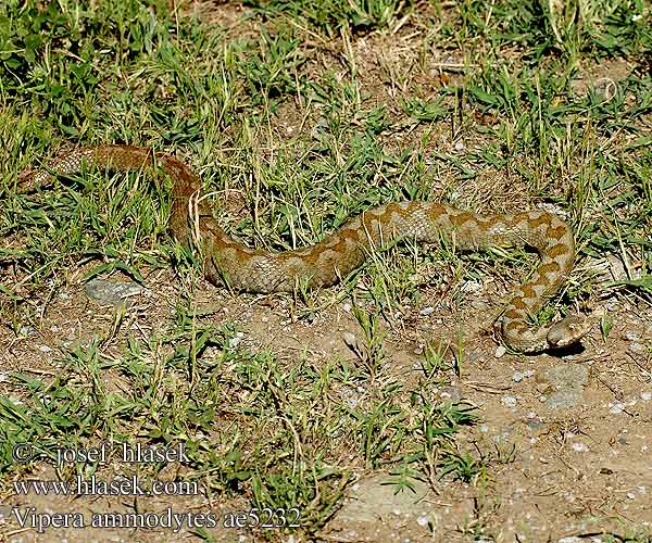 Vipera dal corno Zmije růžkatá Boynuzlu engerek Żmija nosoroga Vretenica rožkatá