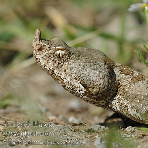 Vretenica rožkatá Homoki vipera Vipère ammodyte