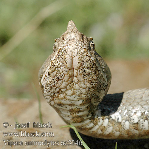 Poskok Ilganosė angis Zandadder Modras Hietakyy ハナダカクサリヘビ Sandhuggorm