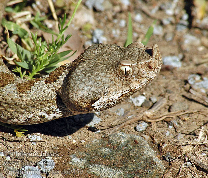 Οχιά Κερασφόρος Víbora cornuda arena Vipera ammodytes