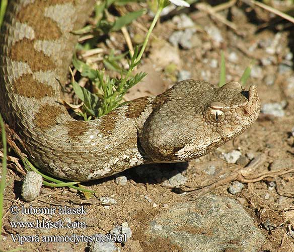 ハナダカクサリヘビ Sandhuggorm Οχιά Κερασφόρος