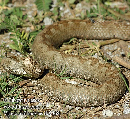 Sandhuggorm Οχιά Κερασφόρος Víbora cornuda arena