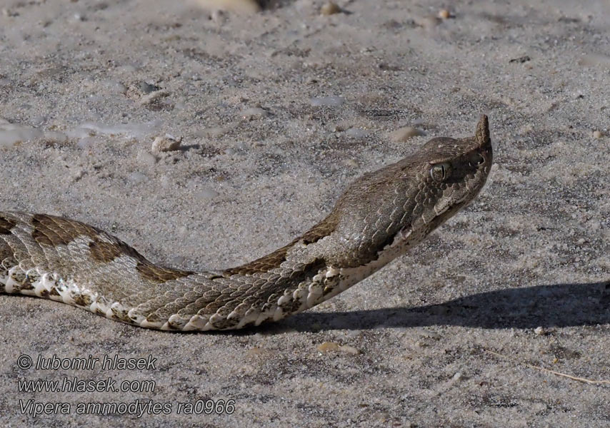 Zmije růžkatá Boynuzlu engerek Vipera ammodytes