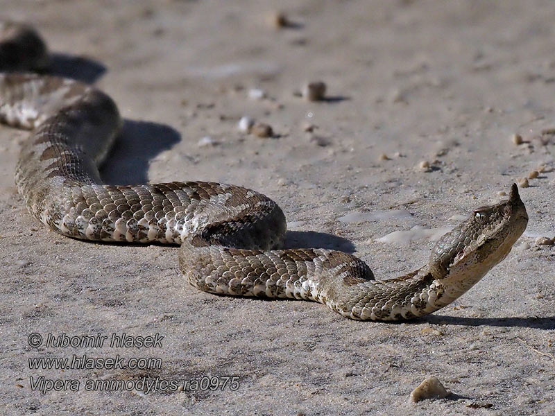 Żmija nosoroga Vretenica rožkatá Vipera ammodytes