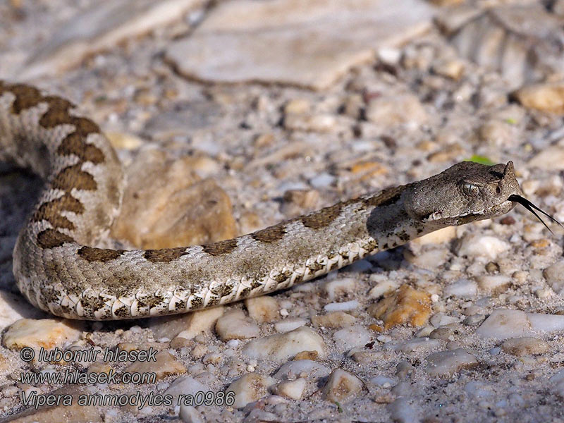 Vipera ammodytes