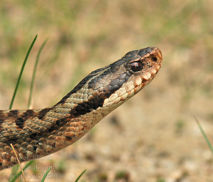 Усойница Europar sugegorri Cykcakòwatô żnija 极北蝰 Vipera berus Kreuzotter Common viper Adder Northern Víbora común europea Marasso Zmije obecná Vipere péliade Żmija zygzakowata Vretenica severná Keresztes Hugorm Kyykäärme Adder Huggorm Bayağı engerek Обыкновенная гадюка звычайная Riđovka šarka Navadni gad Viperă neagră comuna Гадюка звичайна Αστρίτης Víbora européia comum Hoggorm Шарка Šarka Paprastoji angis Odze ヨーロッパクサリヘビ Гадзюка звычайная Naer-wiber Europa