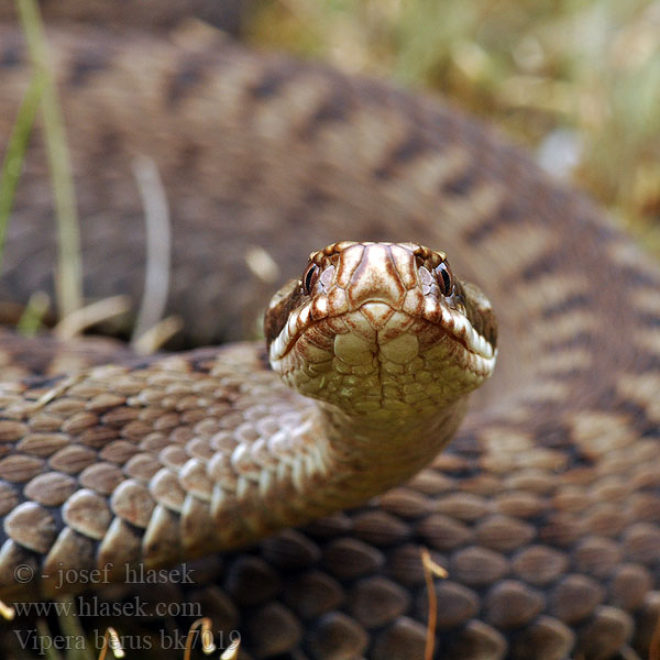 Kreuzotter Common viper Adder Northern Víbora común europea Marasso Zmije obecná Vipere péliade Żmija zygzakowata Vretenica severná Keresztes Hugorm Kyykäärme Adder Huggorm Bayağı engerek Обыкновенная гадюка звычайная Riđovka šarka Navadni gad Viperă neagră comuna Гадюка звичайна Αστρίτης Víbora européia comum Hoggorm Шарка Šarka Paprastoji angis Odze ヨーロッパクサリヘビ Гадзюка звычайная Naer-wiber Europa Усойница Europar sugegorri Cykcakòwatô żnija 极北蝰 Vipera berus