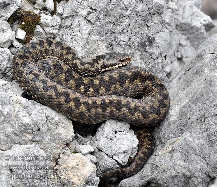 Vipera berus Kreuzotter Common viper Adder Northern Víbora común europea Marasso Zmije obecná Vipere péliade Żmija zygzakowata Vretenica severná Keresztes Hugorm Kyykäärme Adder Huggorm Bayağı engerek Обыкновенная гадюка звычайная Riđovka šarka Navadni gad Viperă neagră comuna Гадюка звичайна Αστρίτης Víbora européia comum Hoggorm Шарка Šarka Paprastoji angis Odze ヨーロッパクサリヘビ Гадзюка звычайная Naer-wiber Europa Усойница Europar sugegorri Cykcakòwatô żnija 极北蝰