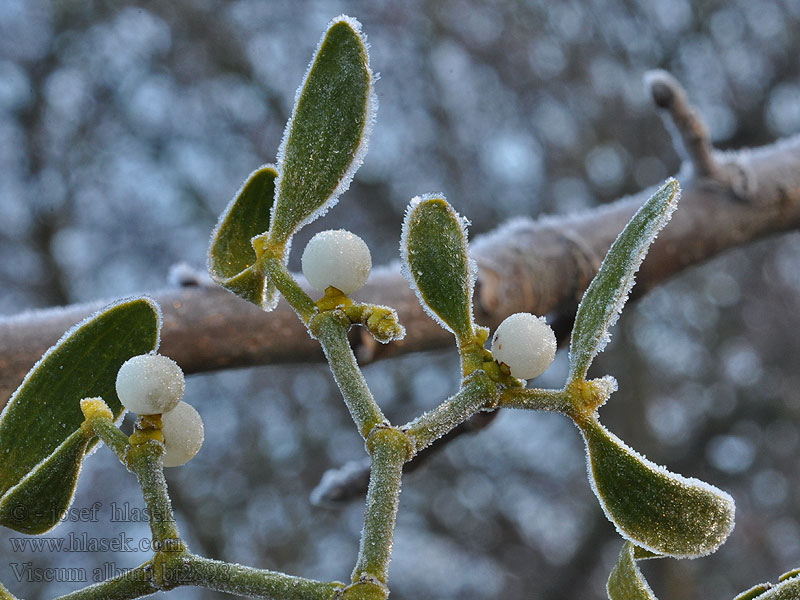 Viscum album Gui plante Mistelo Viscum album Haamsjeut Maretak Misteltein