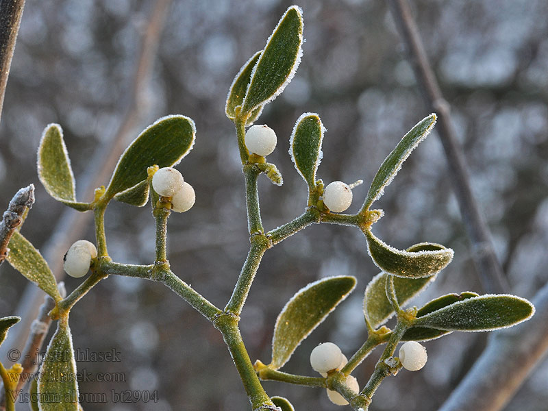 Viscum album Jemioła pospolita Омела біла 槲寄生 Mistletoe Imelo biele