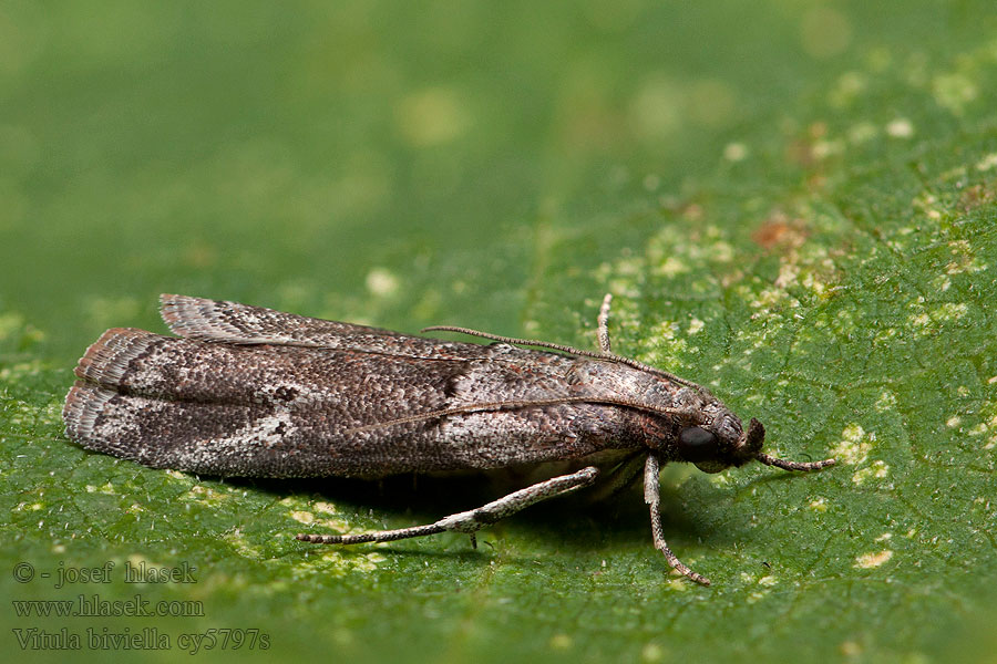 Vitula biviella Pine-blossom Knot-horn Vijačka borovicová Katjeslichtmot Tallhängemott Fyrreblomsthalvmøl