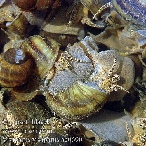 Viviparus viviparus ae0690 UK: River Snail DK: Stor sumpsnegl NL: Stompe moerasslak DE: Sumpfdeckelschnecke Flussdeckelschnecke PL: Żyworódka pospolita CZ: bahenka pruhovaná SE: Trubbig sumpsnäcka RU: Живородка речная NO: Stor ferskvannsgjellesnegl BE: Paludine vivipare