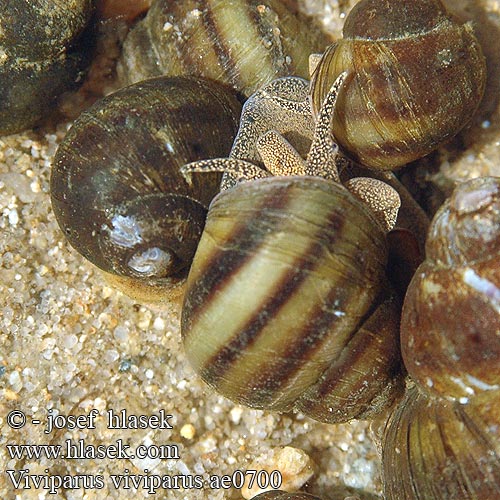 Viviparus viviparus ae0700 UK: River Snail DK: Stor sumpsnegl NL: Stompe moerasslak DE: Sumpfdeckelschnecke Flussdeckelschnecke PL: Żyworódka pospolita CZ: bahenka pruhovaná SE: Trubbig sumpsnäcka RU: Живородка речная NO: Stor ferskvannsgjellesnegl BE: Paludine vivipare