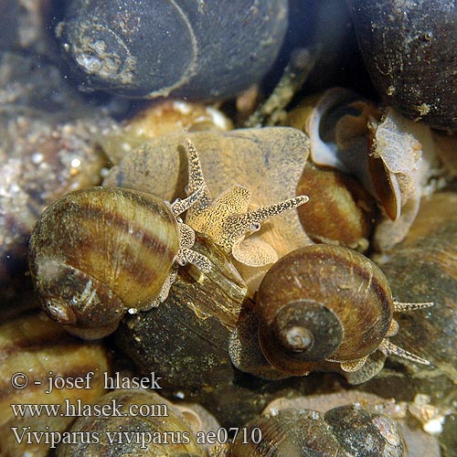 Viviparus viviparus ae0710 UK: River Snail DK: Stor sumpsnegl NL: Stompe moerasslak DE: Sumpfdeckelschnecke Flussdeckelschnecke PL: Żyworódka pospolita CZ: bahenka pruhovaná SE: Trubbig sumpsnäcka RU: Живородка речная NO: Stor ferskvannsgjellesnegl BE: Paludine vivipare