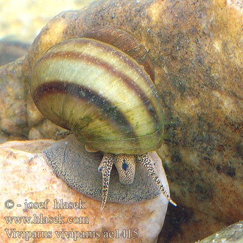 Viviparus viviparus ae1415 UK: River Snail DK: Stor sumpsnegl NL: Stompe moerasslak DE: Sumpfdeckelschnecke Flussdeckelschnecke PL: Żyworódka pospolita CZ: bahenka pruhovaná SE: Trubbig sumpsnäcka RU: Живородка речная NO: Stor ferskvannsgjellesnegl BE: Paludine vivipare