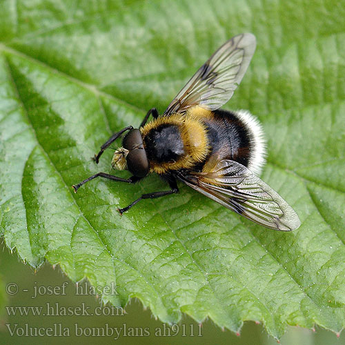 Volucella bombylans Pestřenka čmeláková Hummelschwebfliege Hummel Waldschwebfliege Hommelzweefvlieg Volucelle-bourdon Trzmielówka łąkowa Kimalaisvieras Журчалка шмелевидная Pestrica čmeľovitá Mosca abejorro Humleblomfluga