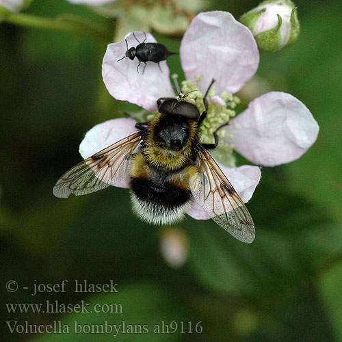 Volucella bombylans Volucelle-bourdon Trzmielówka łąkowa Kimalaisvieras Журчалка шмелевидная Pestrica čmeľovitá Mosca abejorro Humleblomfluga Pestřenka čmeláková Hummelschwebfliege Hummel Waldschwebfliege Hommelzweefvlieg