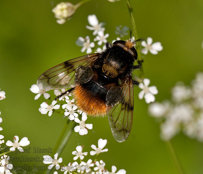 Waldschwebfliege Hommelzweefvlieg Volucelle-bourdon Volucella bombylans