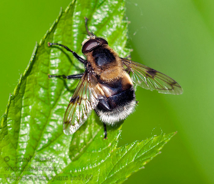 Pestřenka čmeláková Hummelschwebfliege Volucella bombylans