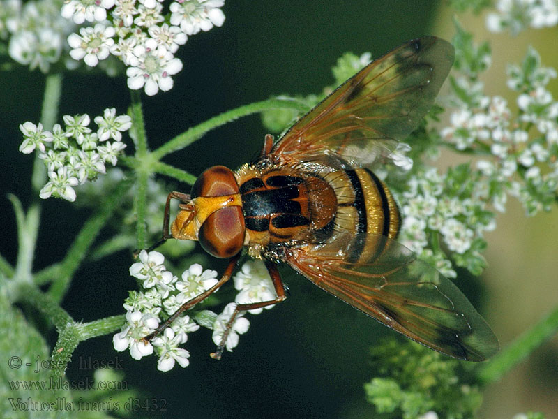 Volucella inanis Gebänderte Waldschwebfliege Wespreus Bålgetingblomfluga