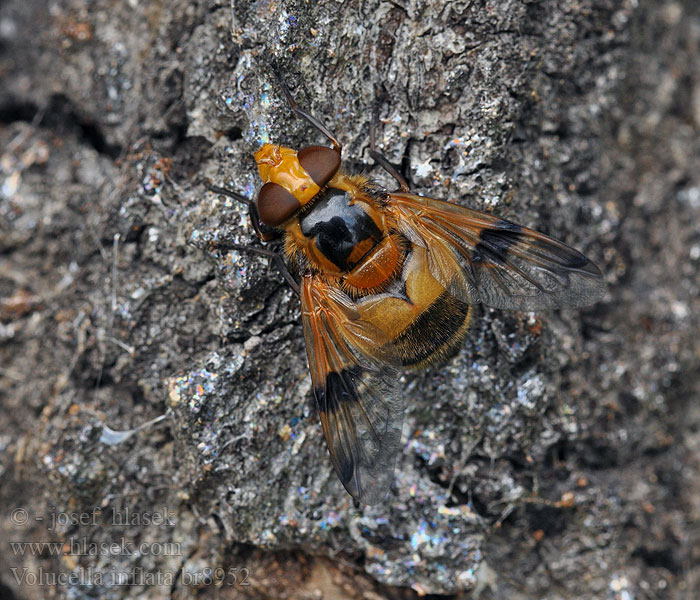 Volucella inflata Gelbfleck-Waldschwebfliege