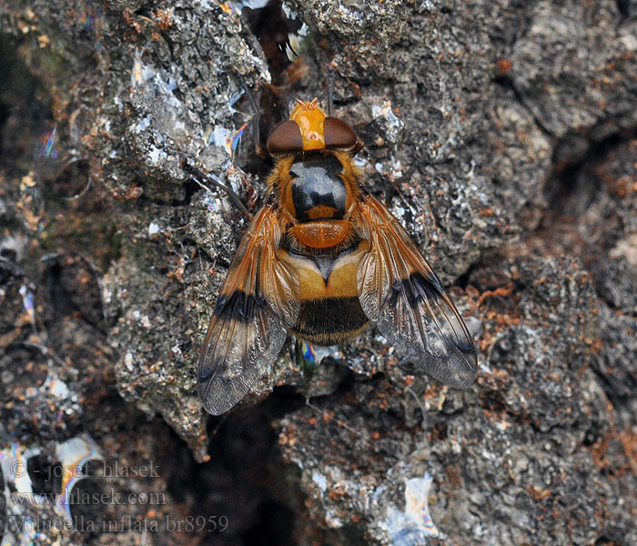 Volucella inflata Gele reus