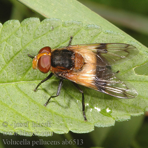 Volucella pellucens Pestřenka prosvítavá Журчалка прозрачная White-banded Drone Fly Volucelle transparente Gemeine Waldschwebfliege Ivoorzweefvlieg Fönsterblomfluga Pestrica priesvitná Trzmielówka leśna Hvitbåndet humleblomsterflue シロスジベッコウハナアブ Hvidbåndet humlesvirreflue 黄盾蜂蚜蝇