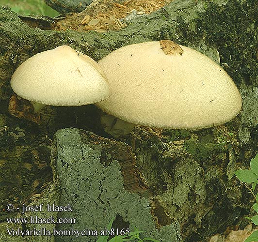 Volvariella bombycina Kukmk blovlnn Wolliger Scheidling