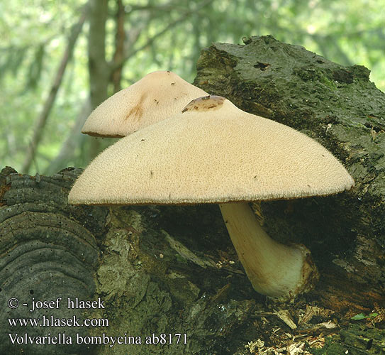 Volvariella bombycina Zijdeachtige Beurszwam