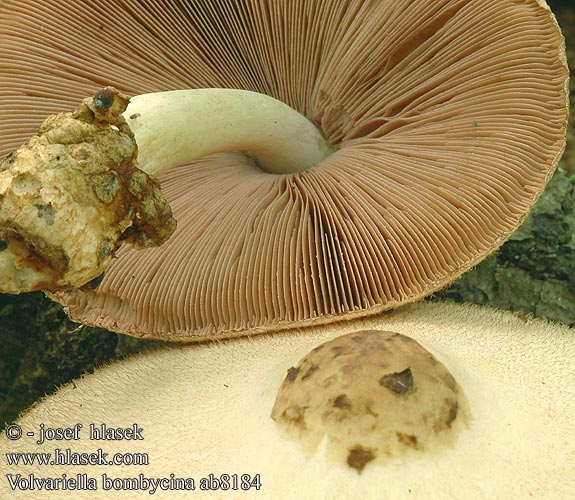 Volvariella bombycina ab8184