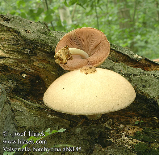 Volvariella bombycina Silkesslidskivling Silkkituppisieni