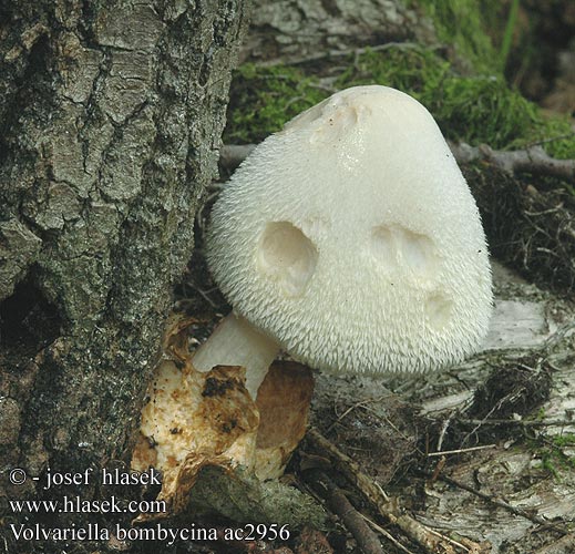 Volvariella bombycina ac2956