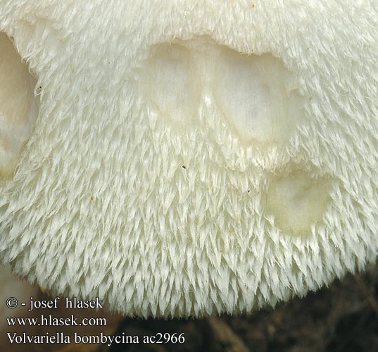 Volvariella bombycina ac2966