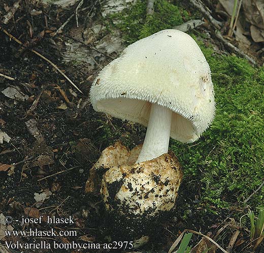 Volvariella bombycina ac2975