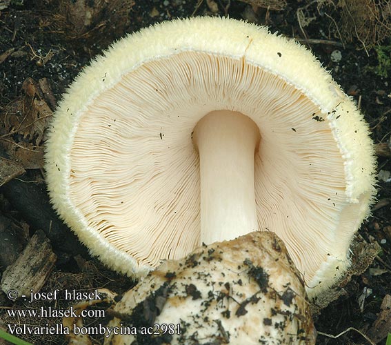 Volvariella bombycina Silky Rosegill