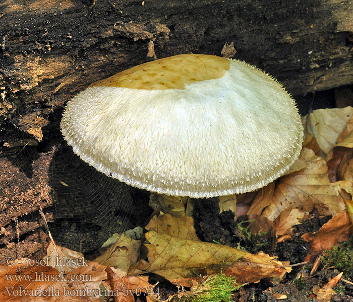 Volvariella bombycina Kukmák bělovlnný